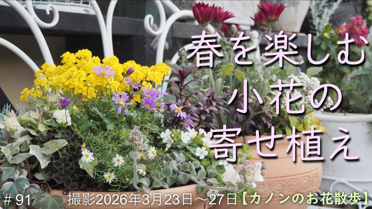 91 ウッドデッキに飾った美しい多くの寄せ植え 小花を使って春色の寄せ
