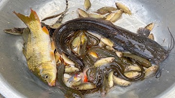 Kem Chanel lấy xe rùa đi bắt cá được cá chép, cá vàng, con lươn, rô đồng, cá sấu, con vịt thả về bể