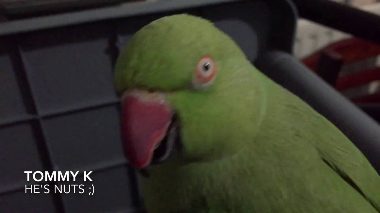 WEIRD FUNNY PARROT ;) 