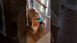 Every Morning She Picks One  The Other Faces The Wall In Silence  🐕🐕👧😂