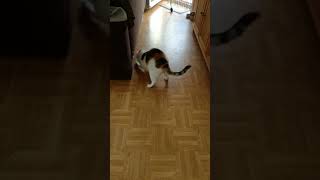 Cat Vs Hexbug
