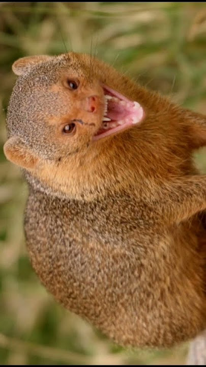 Mongoose sound