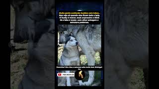 Husky vs Lobo — veja a diferença 🐺🐶 Husky vs Lobo — veja a diferença 🐺🐶