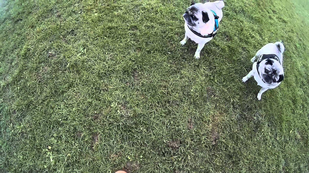 GoPro Studio mp4 Pug Test 1080p 24fps 22bitrate