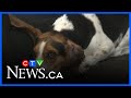 Dog attacked in McKenzie Towne