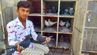 Pigeon in Nagpur || Rizwan Bhai keh High flyer || High flying Pigeon in Nagpur