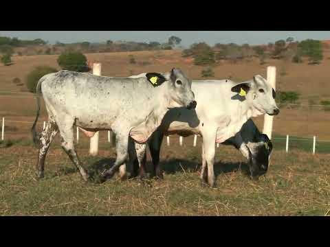 LOTE 76 • 5º LEILÃO GIROLANDO FAZENDA DIAMANTE • 870  871  875