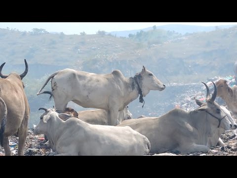 Rescuers won't give up on cow strangling at garbage dump.