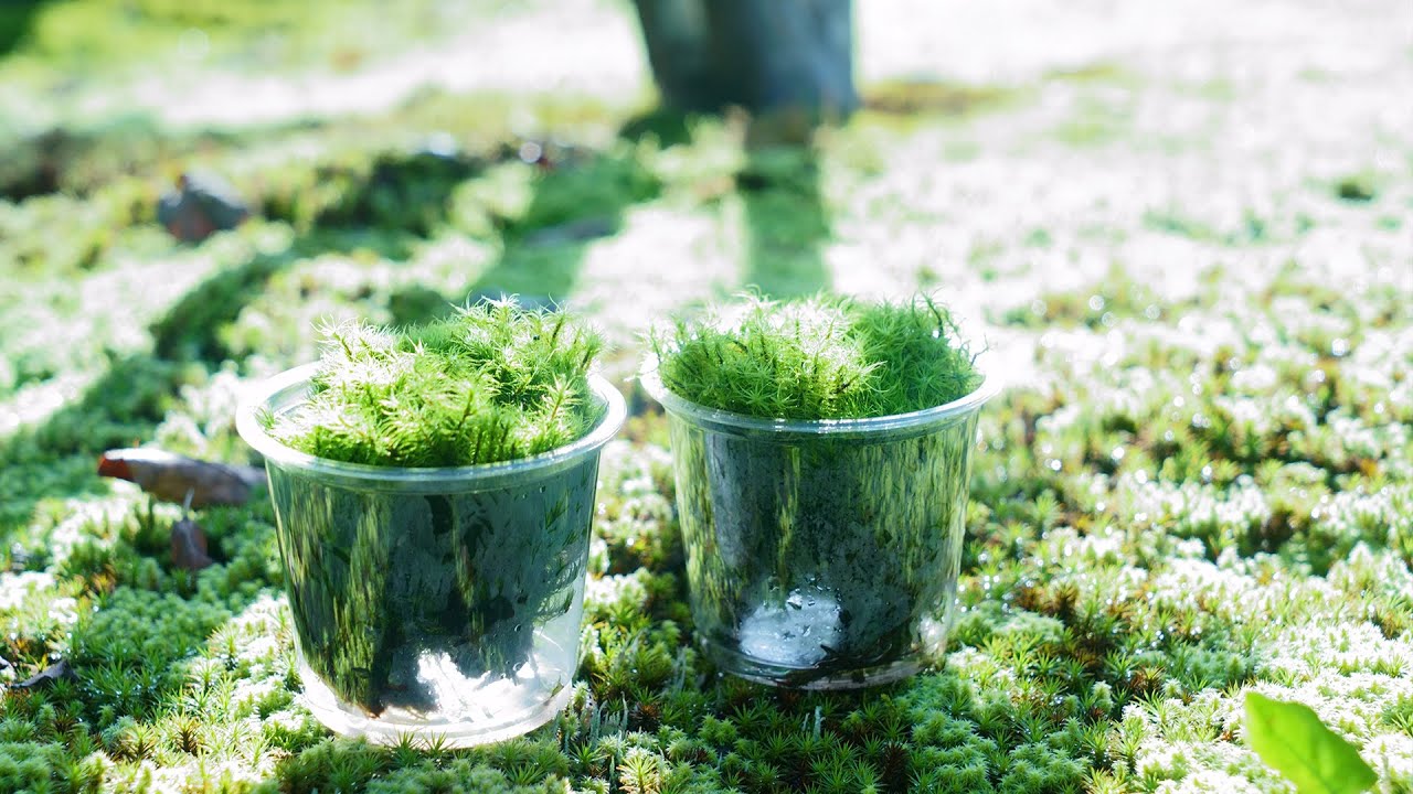 30 Million Yen A Year In The Moss Business The Secrets Of The Moss Business By A Moss Farmer Youtube 30 Million Yen A Year In The Moss Business The Secrets Of The Moss Business By A Moss Farmer Youtube