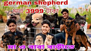 German shepherd puppy মাত্র 3999 টাকা !! মা বাবা কে দেখে বাচ্চা নিয়ে যান!! Dog market in Kolkata