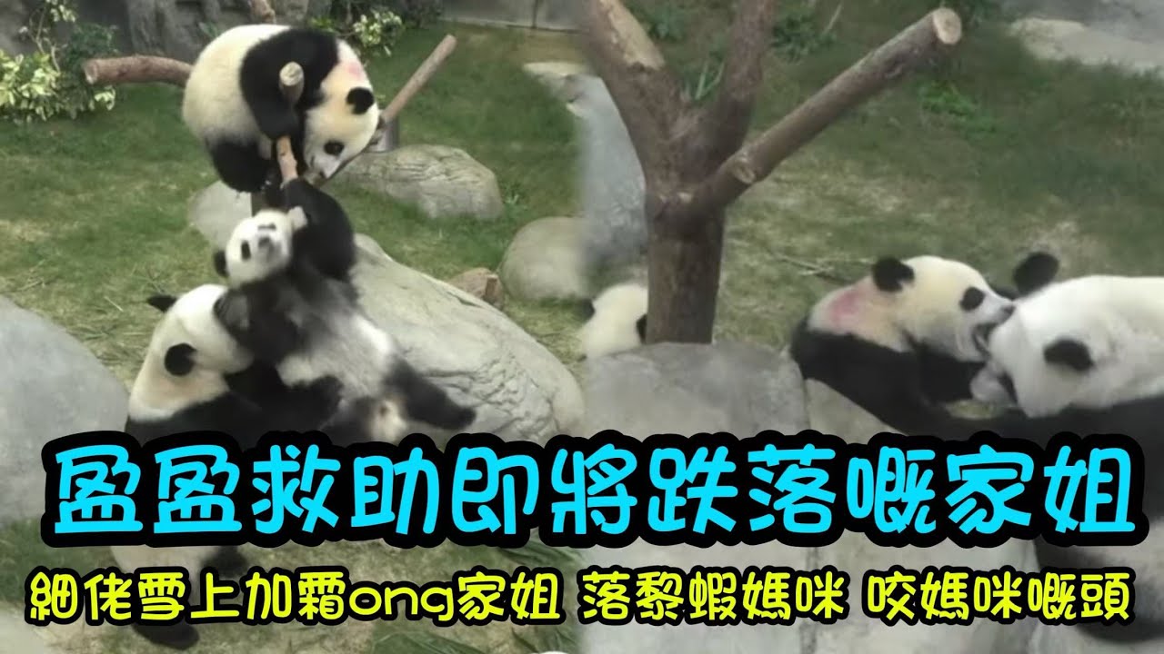 家姐唔小心打滑搖搖欲墜要跌落嚟，細佬雪上加霜推家姐，盈盈救助家姐平安接家姐落嚟#panda #大熊貓加加得得 #家姐細佬 #港產大熊貓 #baby panda's daily life