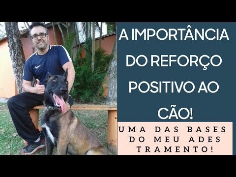 Vídeo: Idéias de Design de quarto de filhote de cachorro