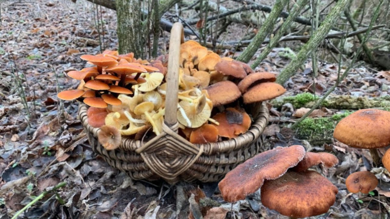 Перші Зимові Гриби❄️Глива, Опеньки, Гігрофори, Фламуліна