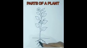 Thumbnail of How to draw parts of a plant/how to draw a plant