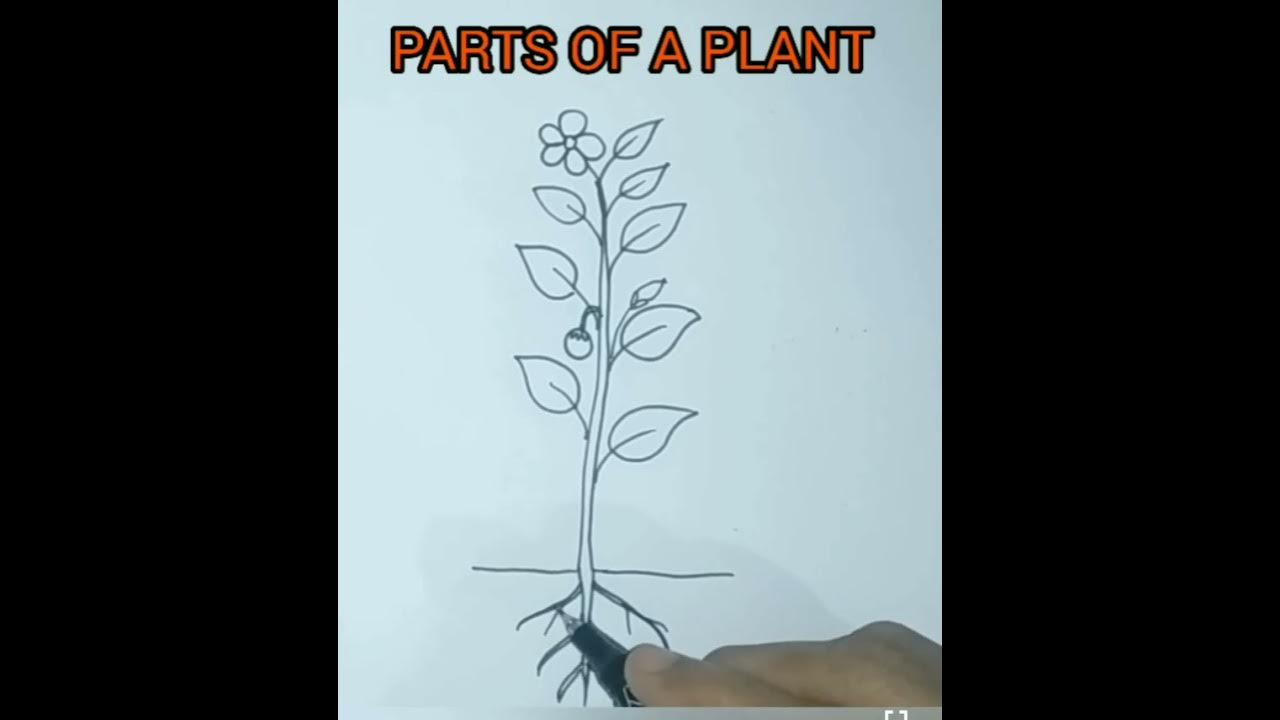 How to draw parts of a plant/how to draw a plant
