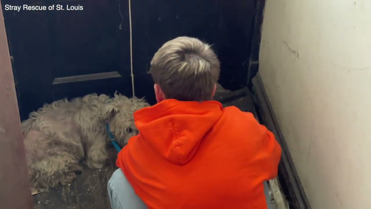 You're safe now, little one - Stray Rescue of St.Louis