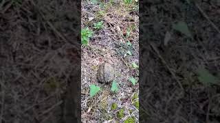 Mud dragon