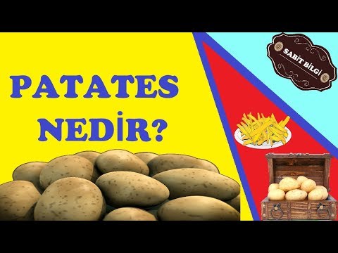 Video: Patateslerin özellikleri