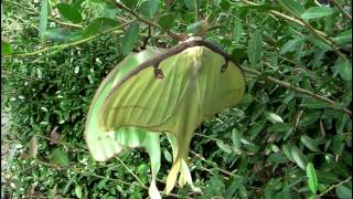 Luna moth MOV test