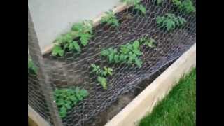 #16 Ontario Backyard Gardening June 24 2012 things start blooming...