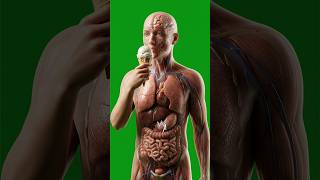 What Happens When You Eat Ice Cream?  Inside Your Body in 3D Animation #IceCream #HumanBody
