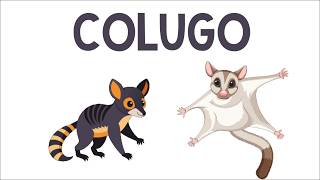 The Ultimate Glider Colugo | Animation