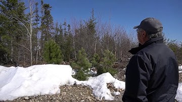 Identifying Red and White Pine Trees