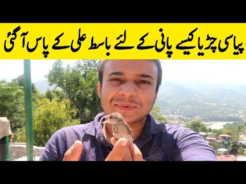Sparrow Comes to Basit For Water | A Heart breaking Video
