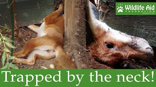 One wrong move could have killed her...  Fox rescue