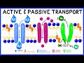Active vs. Passive Transport: Compare and Contrast