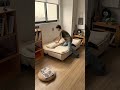 高級感えぐい…ベルベット3WAYソファ🛋️✨ #tiaro #ティアロ #home #sofa #ソファベッド #convertiblesofa #fyp #shorts
