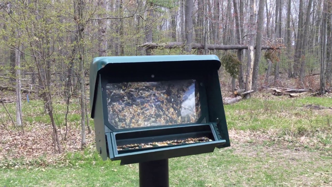 Feeding birds and not squirrels. YouTube