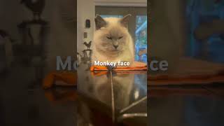 Monkey face #cute #cat #funny #funnycats #cutecat #youtube #youtubeshorts #mainecoon #siamese