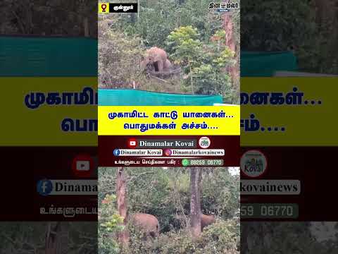 முகாமிட்ட காட்டு யானைகள்... பொதுமக்கள் அச்சம்....