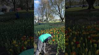 #tulip #spring #flowers #canada #festival #nature
