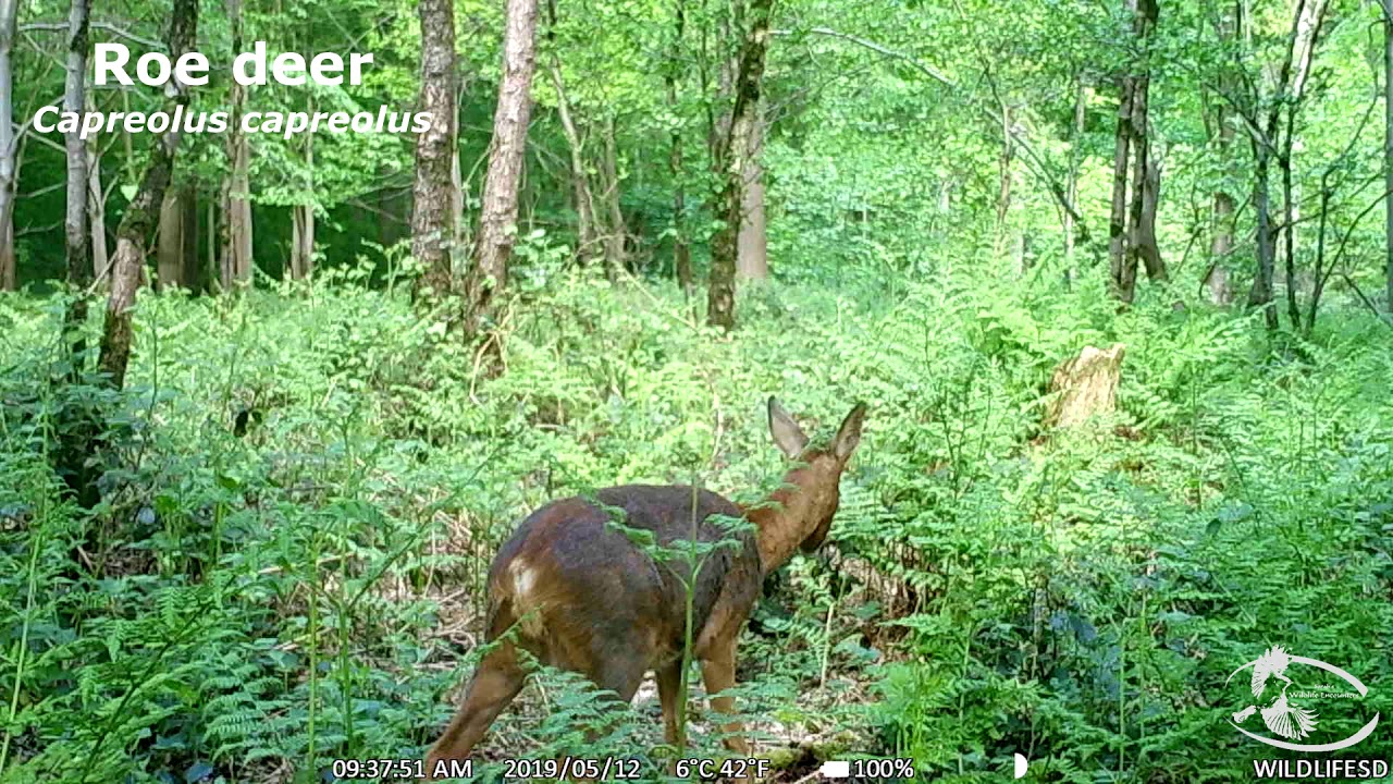 mammals are the only animals that produce Camera trap update / May - Red squirrel, Roe deer, Pine marten