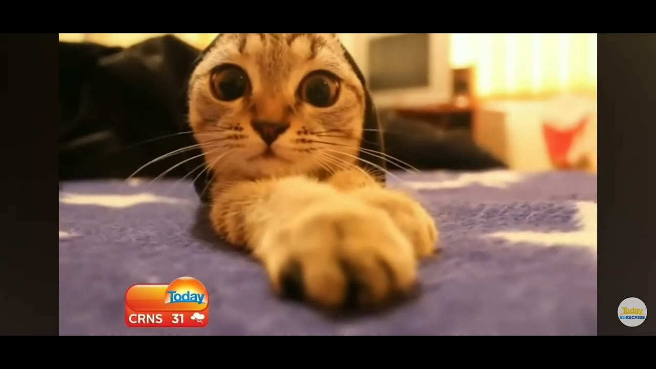 Cute Kitten is crawling out - YouTube