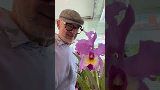 #shorts Whitehill Orchid Nursery Cattleya gift!!  #orchid #orchids #orchidcare #cattleya