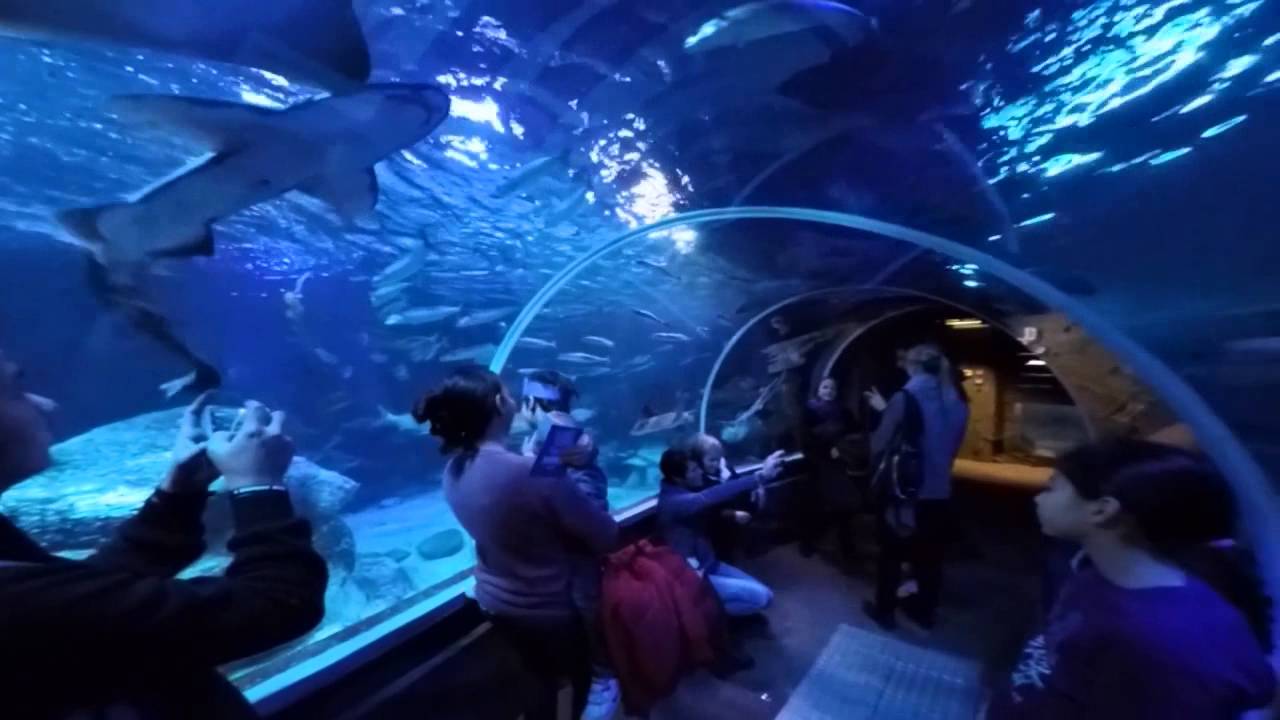 Sea Life Berlin - YouTube