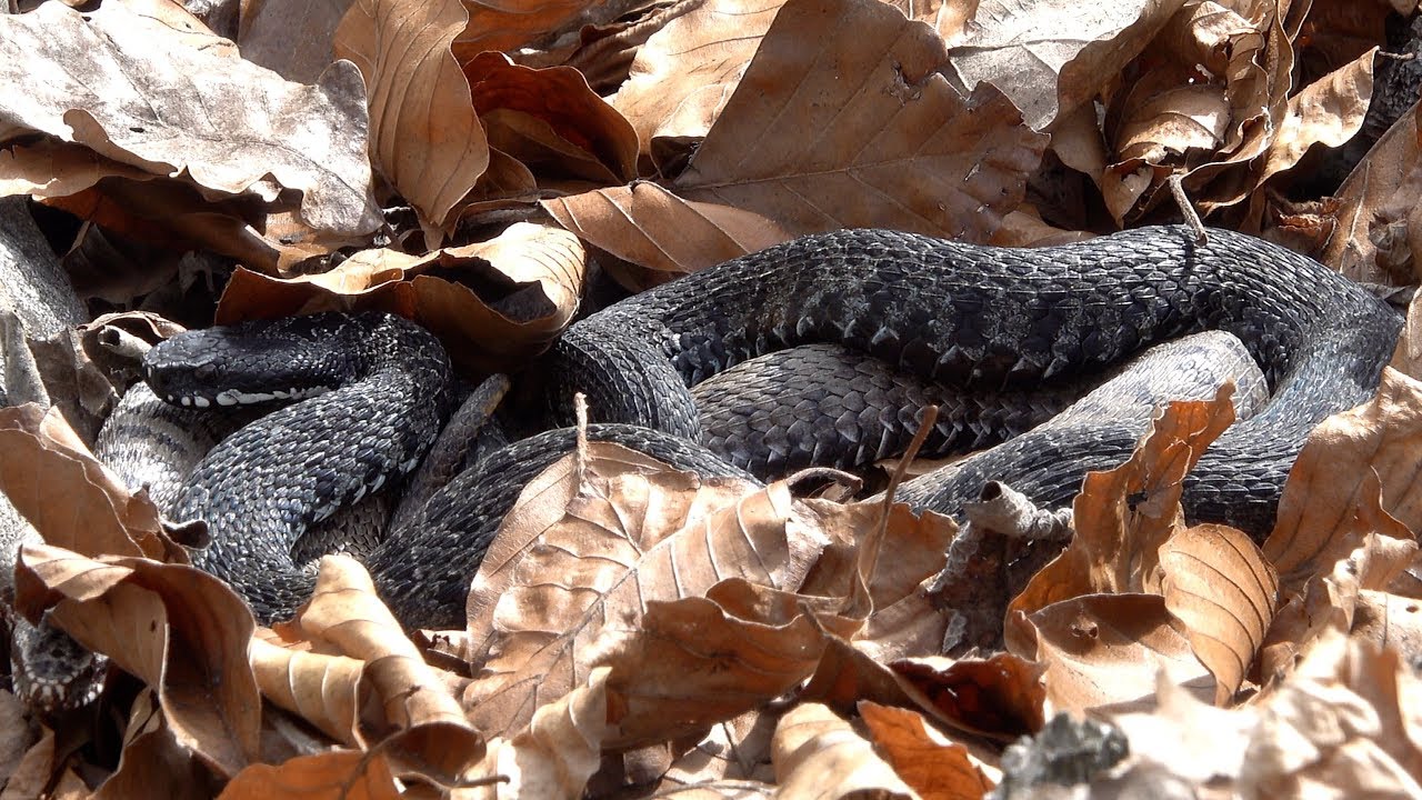 hornets font Common european viper, prelude for pairing. Kreuzotter, Paarungs-Vorspiel