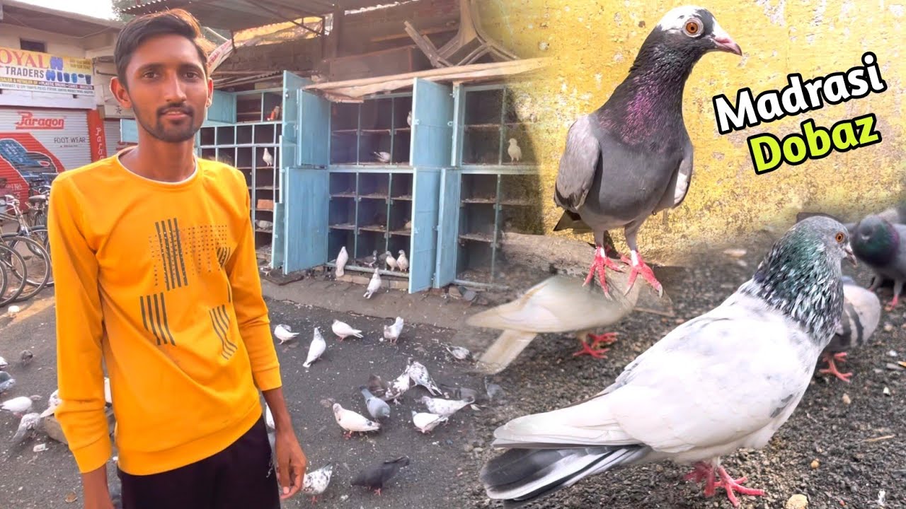 Madrasi Dobaz Kabootar Pakda🥳