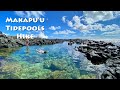 Makapu'u Tidepools Hike  - Oahu 2021