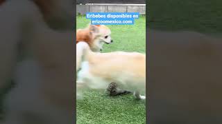 Eribebé conviviendo con perritos | Erizoo México