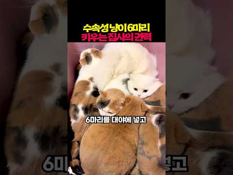 수속성 냥이 6마리를 가진 집사