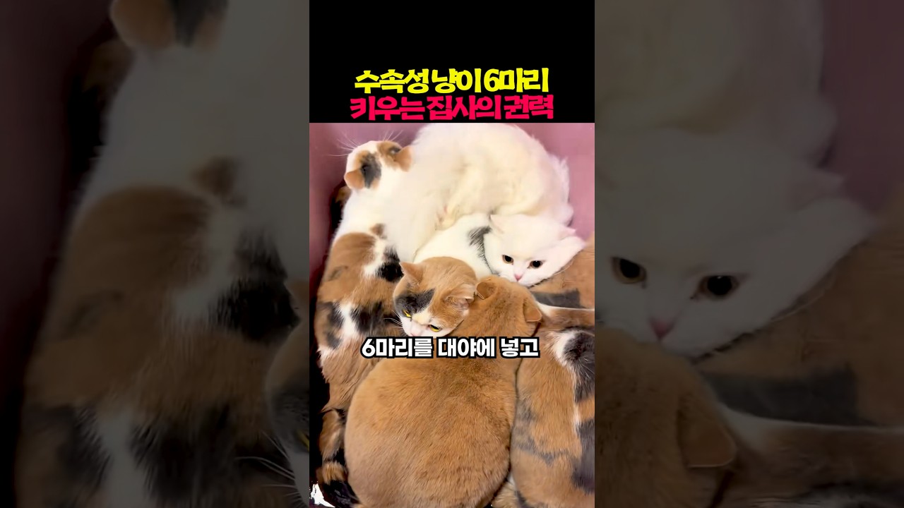 수속성 냥이 6마리를 가진 집사