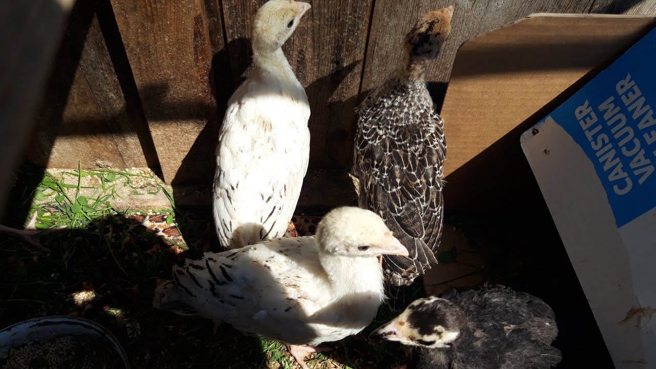 1 aylig hinduwka balalari.# ve teze cixan balalar  suretli boyumeler