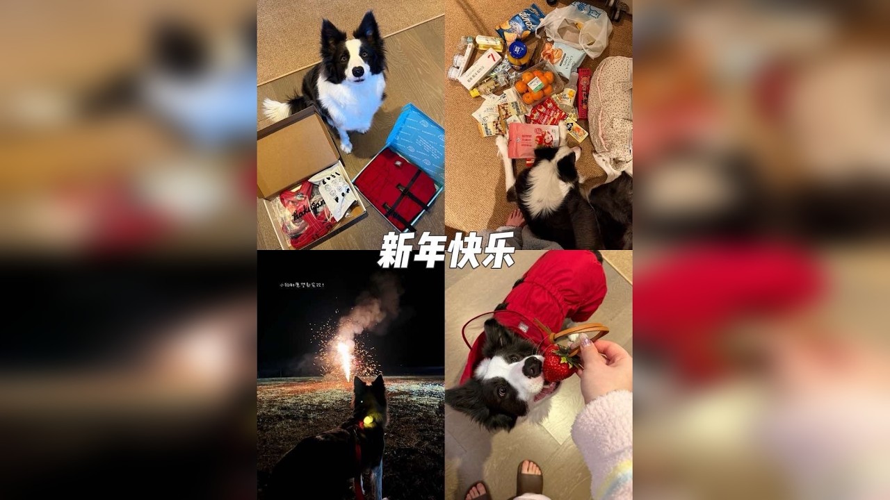 15min｜带小狗回家过年之前都做些什么呢？（内含沉浸式）