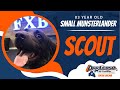 3yo Small Munsterlander (Scout) Best dog trainers in Virginia の動画、YouTube動画。