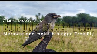 Merawat Burung Kekep dari kecil hingga Free Fly