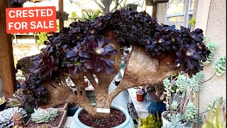 2/24/24 SUCCULENTS FOR SALE | WELL ROOTED AEONIUM CRESTED | BÁN SEN ĐÁ | LeLe: (408) 883 5495 by LeLe's Succulents USA 1,630 views 2 months ago 9 minutes, 14 seconds